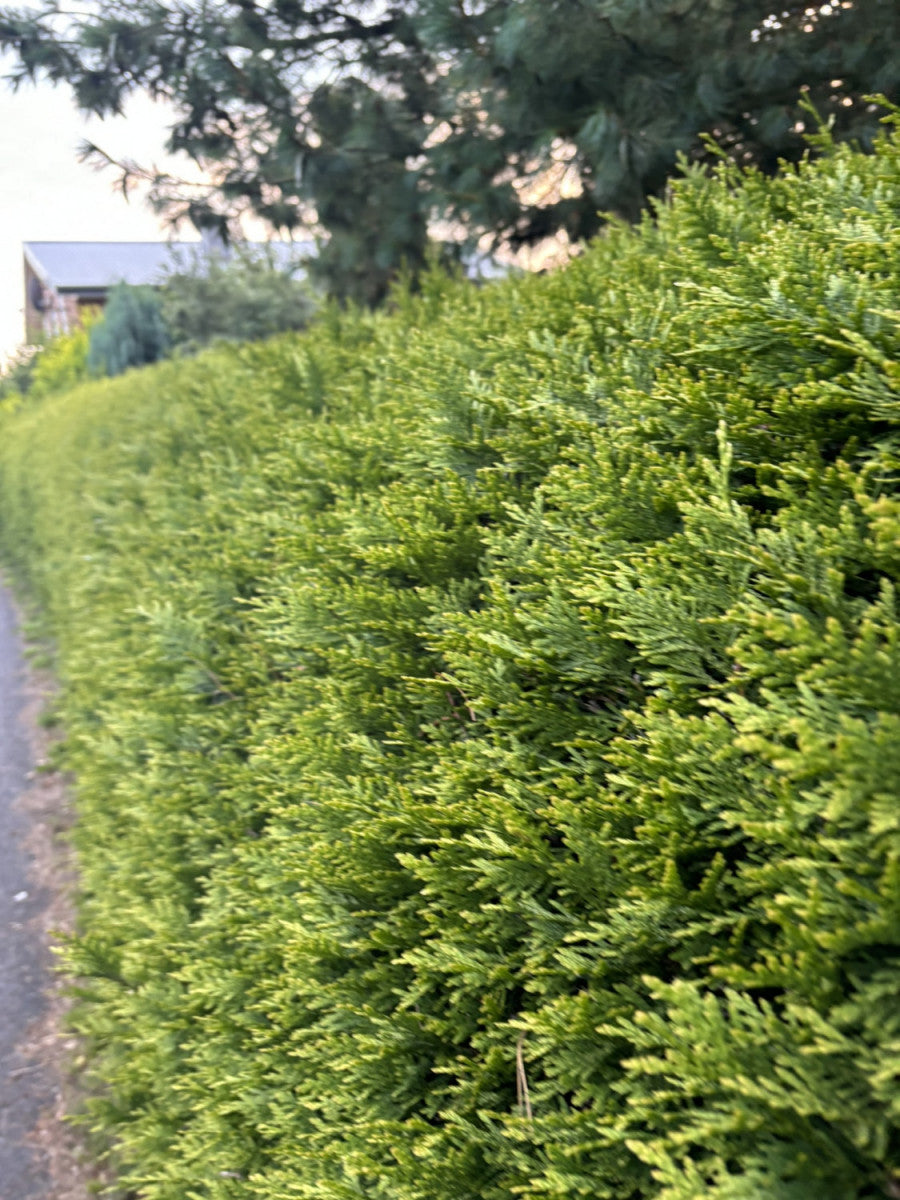 Thuja plicata 'Aurescens' (Goldspitzen-Lebensbaum)