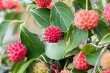 kousa-dogwood; mit Früchten/Fruchtbehang; blütenpracht; Einsatzmöglichkeit z.B. : Heckenpflanze;;günstig mit Qualität