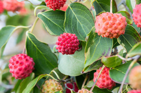 kousa-dogwood; mit Früchten/Fruchtbehang; blütenpracht; Einsatzmöglichkeit z.B. : Heckenpflanze;;günstig mit Qualität