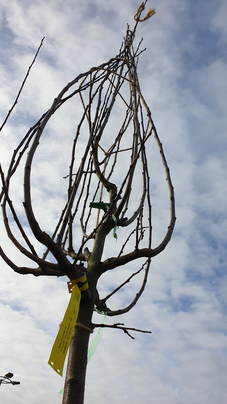 Prunus dom. 'Ortenauer'; vorbereitet für Versand; aromatische Früchte; Einsatzmöglichkeit z.B. : Obstbaum;;mit zeitnaher Lieferung