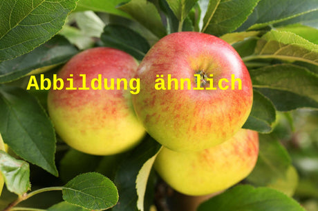 Genaues Foto für Malus 'Calocarpa' folgt; dieses ähnliche Bild dient der Illustration von Zierapfel 'Calocarpa'