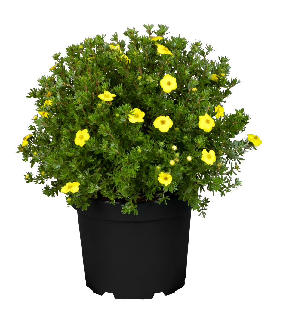 Potentilla fruticosa 'Kobold'; hier im Topf; winterhart; Einsatzmöglichkeit z.B. : Steingarten;;günstig mit Qualität