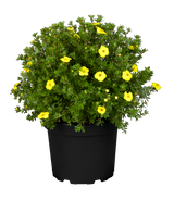 Potentilla fruticosa 'Kobold'; hier im Topf; winterhart; Einsatzmöglichkeit z.B. : Steingarten;;günstig mit Qualität