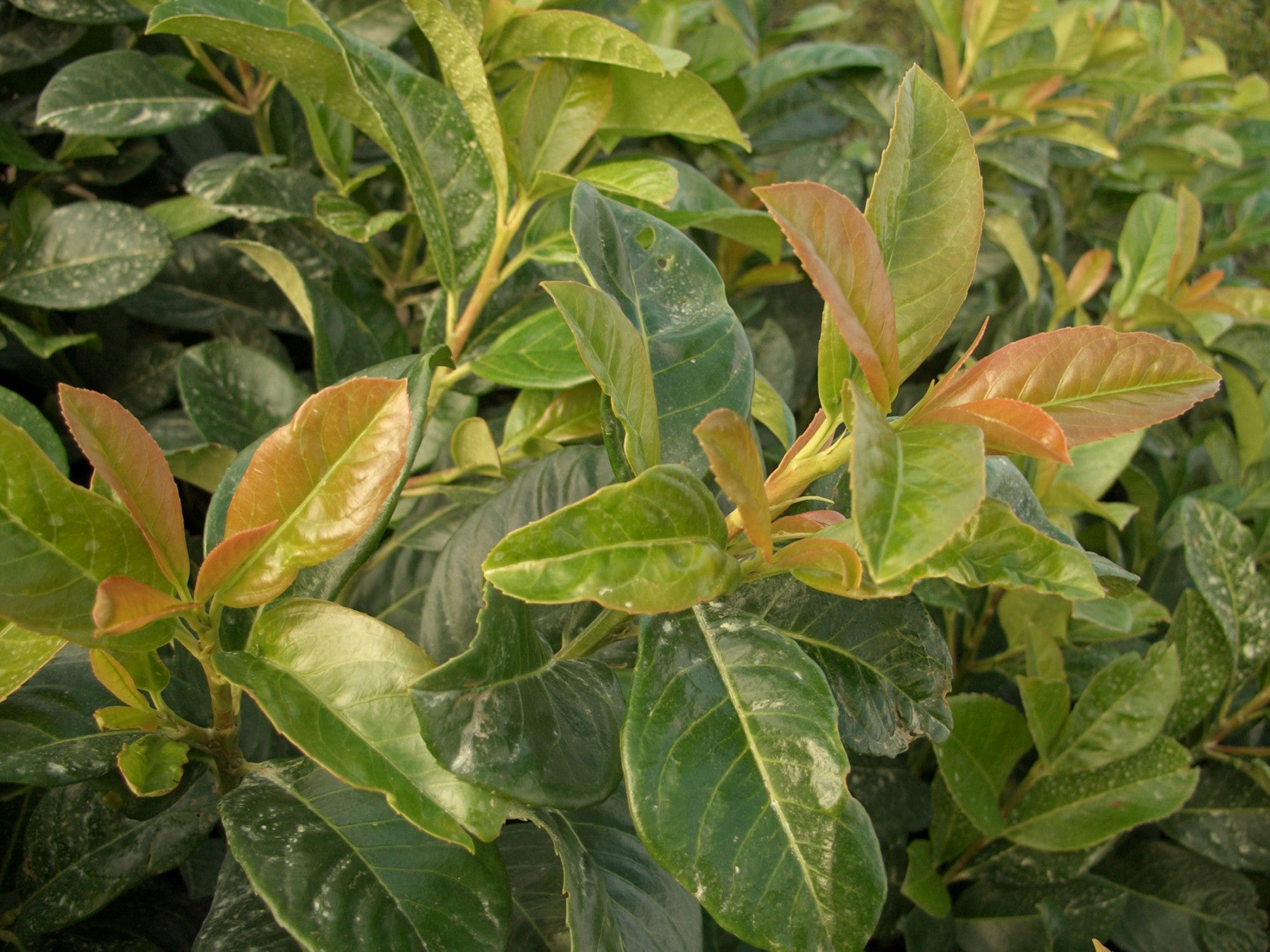 Prunus lauroc. 'Etna' (Lorbeerkirsche 'Etna' -R-)