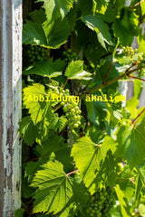 Genaues Foto für Vitis 'Verdelet' folgt; dieses ähnliche Bild dient der Illustration von Weintraube 'Verdelet'