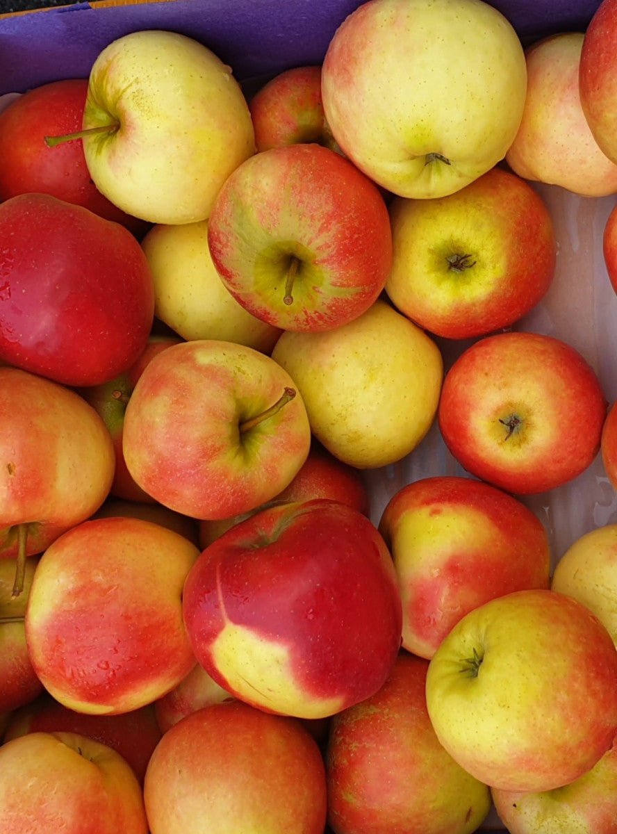 Herbstprinz; mit Früchten/Fruchtbehang; süß-säuerlich; Einsatzmöglichkeit z.B. : Streuobstwiese; erhältlich mit Stammumfang von ab 6 bis 20-25 cm;;günstig mit Qualität