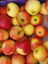 Herbstprinz; mit Früchten/Fruchtbehang; süß-säuerlich; Einsatzmöglichkeit z.B. : Streuobstwiese; erhältlich mit Stammumfang von ab 6 bis 20-25 cm;;günstig mit Qualität