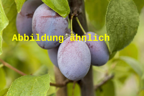 Genaues Foto für Prunus dom. 'Hauszwetsche' folgt; dieses ähnliche Bild dient der Illustration von Zwetsche 'Hauszwetsche' mittelspät