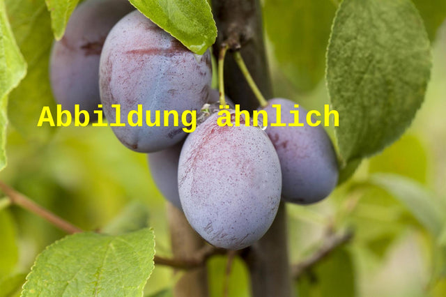 Genaues Foto für Prunus dom. 'Hauszwetsche' folgt; dieses ähnliche Bild dient der Illustration von Zwetsche 'Hauszwetsche' mittelspät
