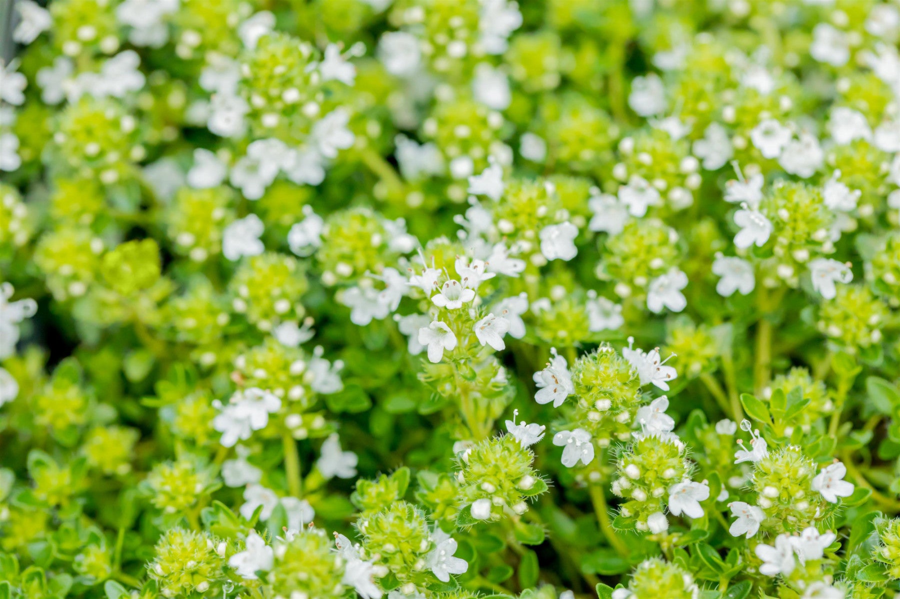Thymus praecox 'Albiflorus' (Synonym)