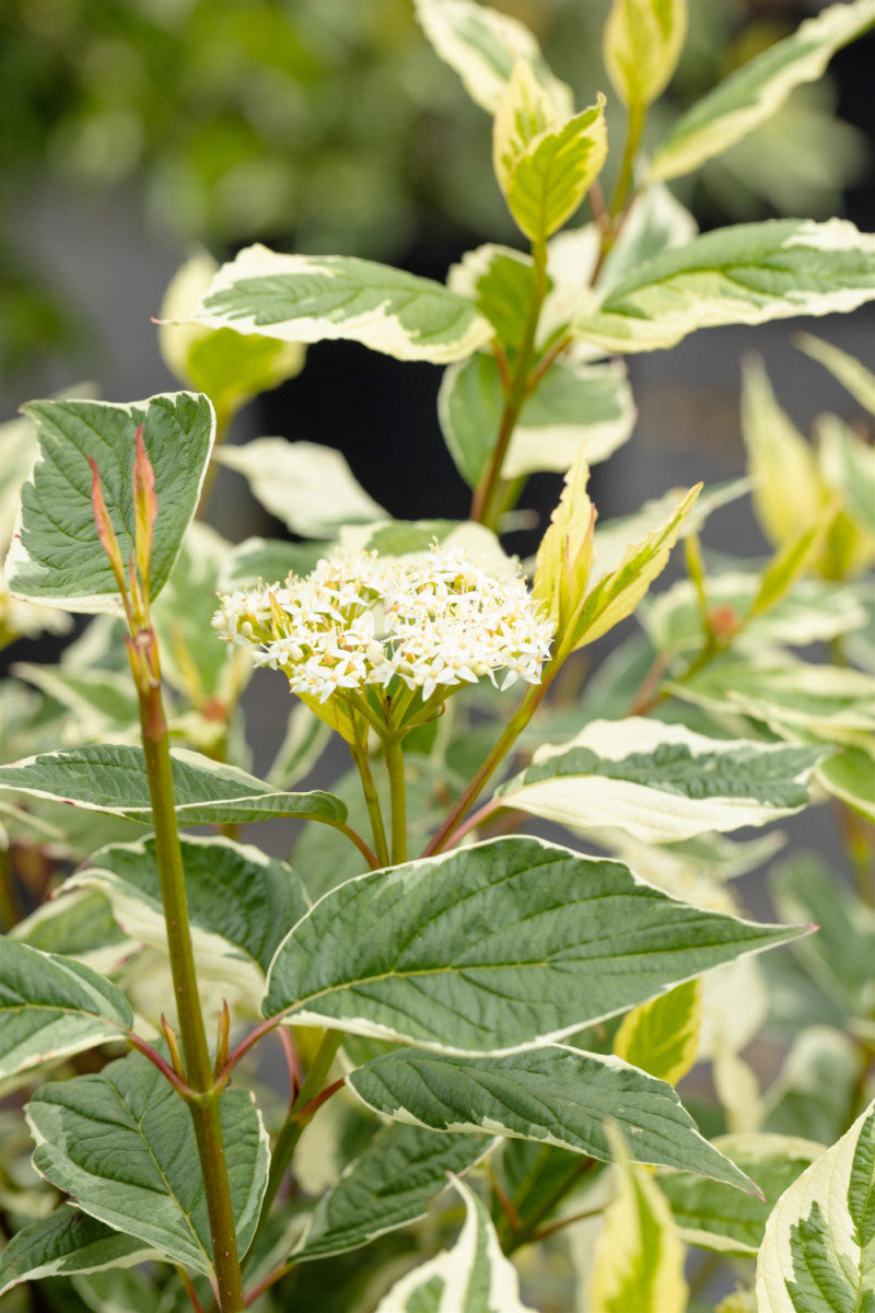Cornus alba 'Sibirica Variegata' (Hartriegel 'Sibirica Variegata')