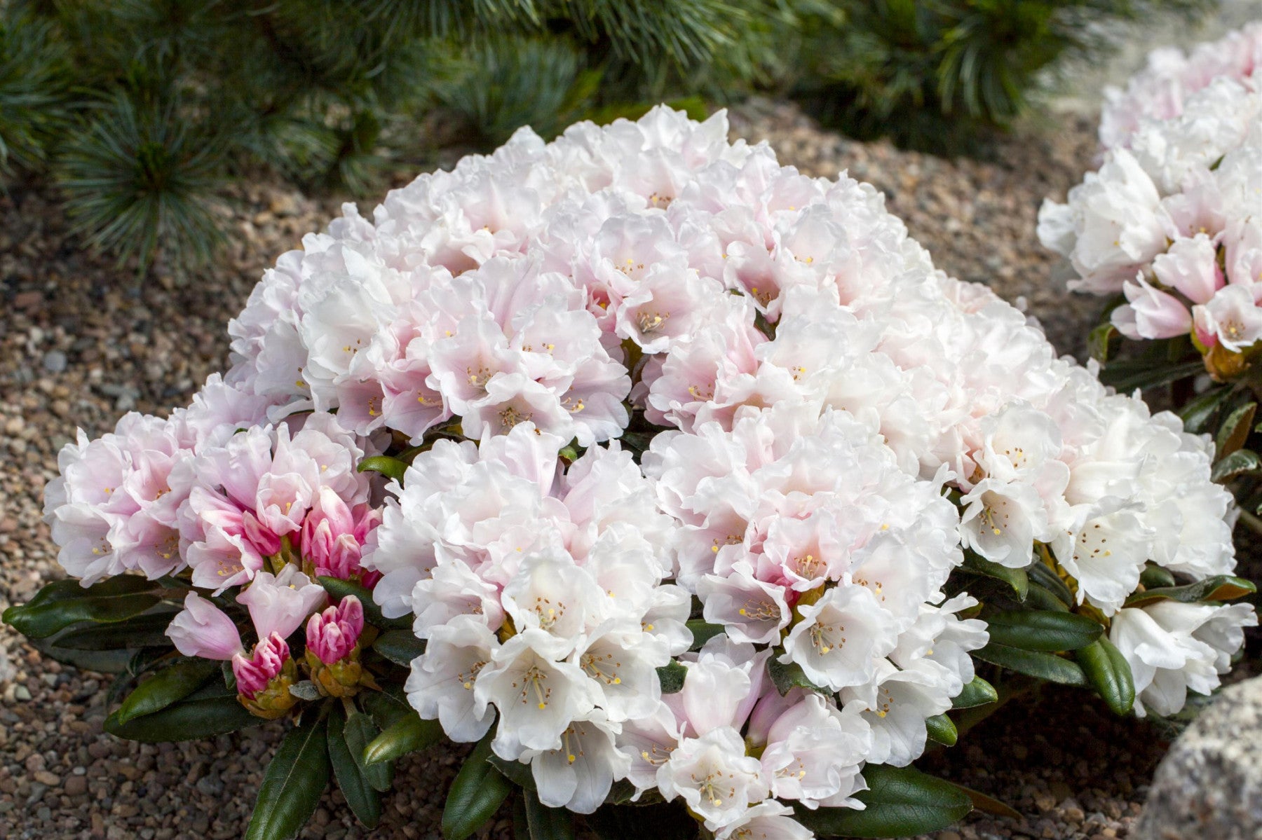 Rhododendron yak. 'Edelweiß' (Yaku-Rhododendron 'Edelweiß')