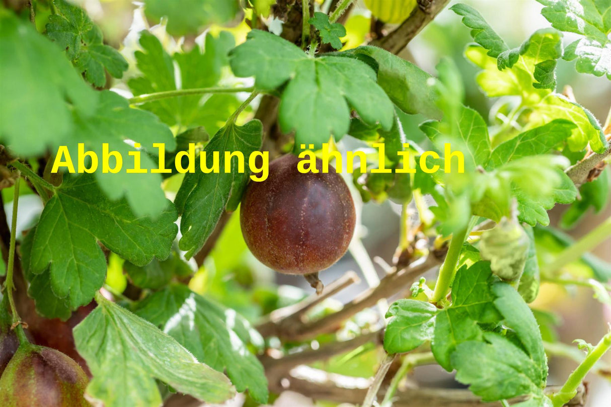 Genaues Foto für Ribes uva-crispa 'Captivator' folgt; dieses ähnliche Bild dient der Illustration von Stachelbeere 'Captivator'