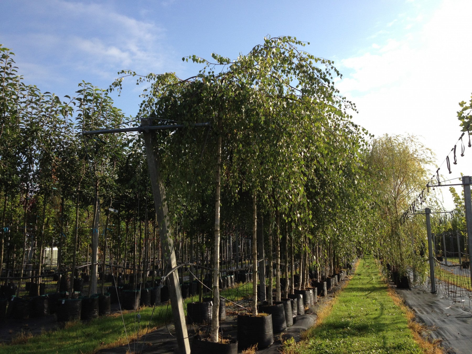 Betula pendula 'Youngii' (Trauerbirke)