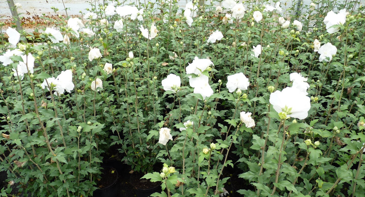 Rose of Sharon 'White Chiffon'; als Pflanze im Beet; dekorativ; Einsatzmöglichkeit z.B. : Bienenweide;;günstig mit Qualität