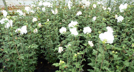 Rose of Sharon 'White Chiffon'; als Pflanze im Beet; dekorativ; Einsatzmöglichkeit z.B. : Bienenweide;;günstig mit Qualität