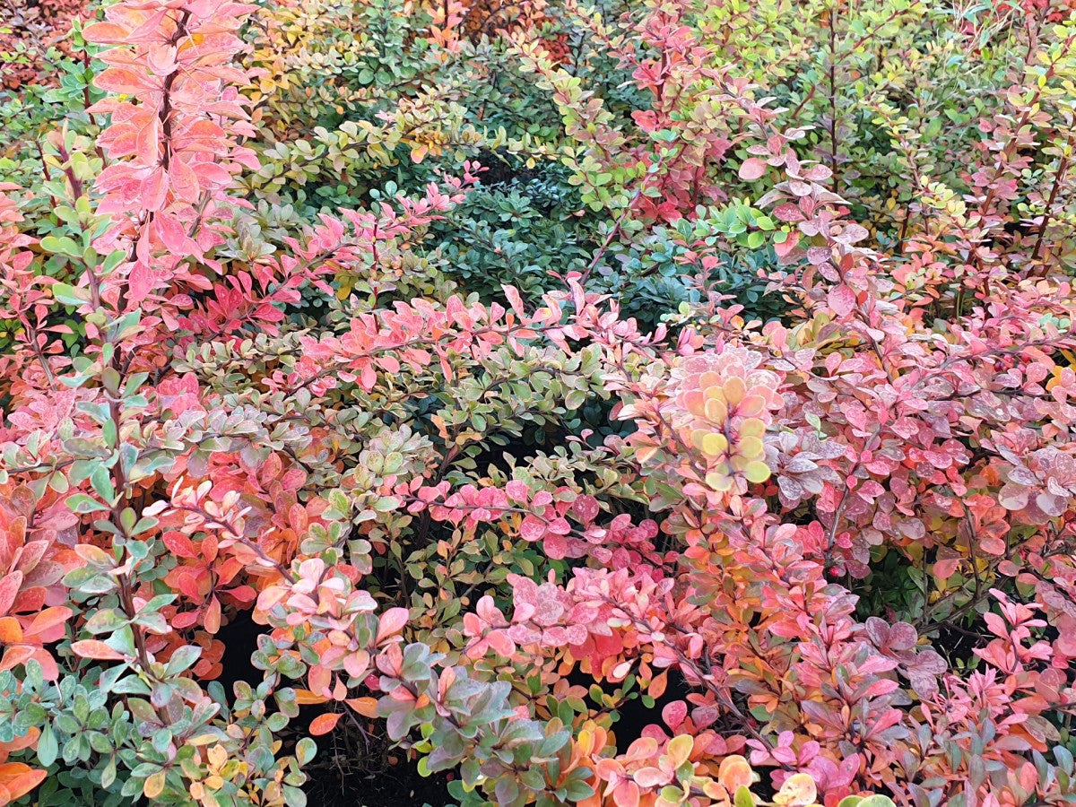 Grüne Heckenberberitze; hier mit Herbstlaub; nahrungsquelle für Vögel; Einsatzmöglichkeit z.B. : Heckenpflanze; erhältlich von 40-60 bis 80-100 cm;;hier kaufen