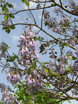 Tupelo; hier mit Blüte; bienenfreundlich; Einsatzmöglichkeit z.B. : Biomasse;;Pflanzen vom Profi