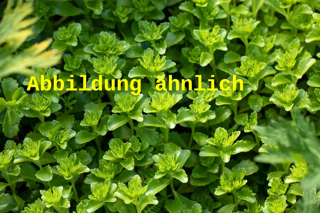 Genaues Foto für Sedum hybridum 'Immergrünchen' folgt; dieses ähnliche Bild dient der Illustration von Immergrünes Garten-Fettblatt