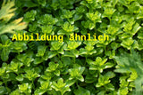 Genaues Foto für Sedum hybridum 'Immergrünchen' folgt; dieses ähnliche Bild dient der Illustration von Immergrünes Garten-Fettblatt
