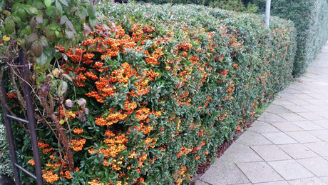 Pyracantha 'Orange Glow'; als Hecke; zierlich;;ab 0,00 Euro