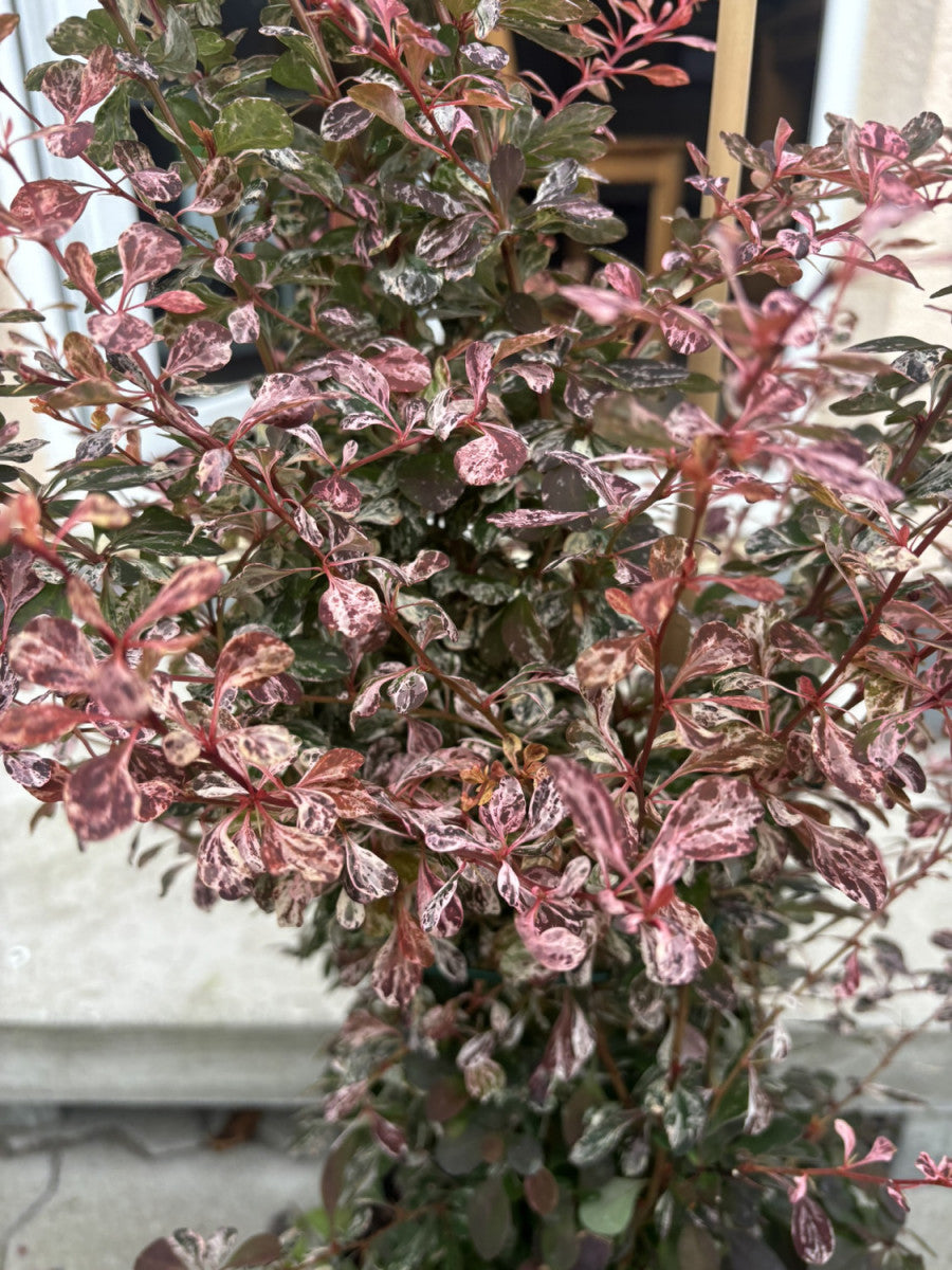 Berberitze 'Rose Glow'; hier mit Belaubung; dekorative Früchte; Einsatzmöglichkeit z.B. : Solitärpflanze; erhältlich von 40-60 bis 60-80 cm;;hier kaufen