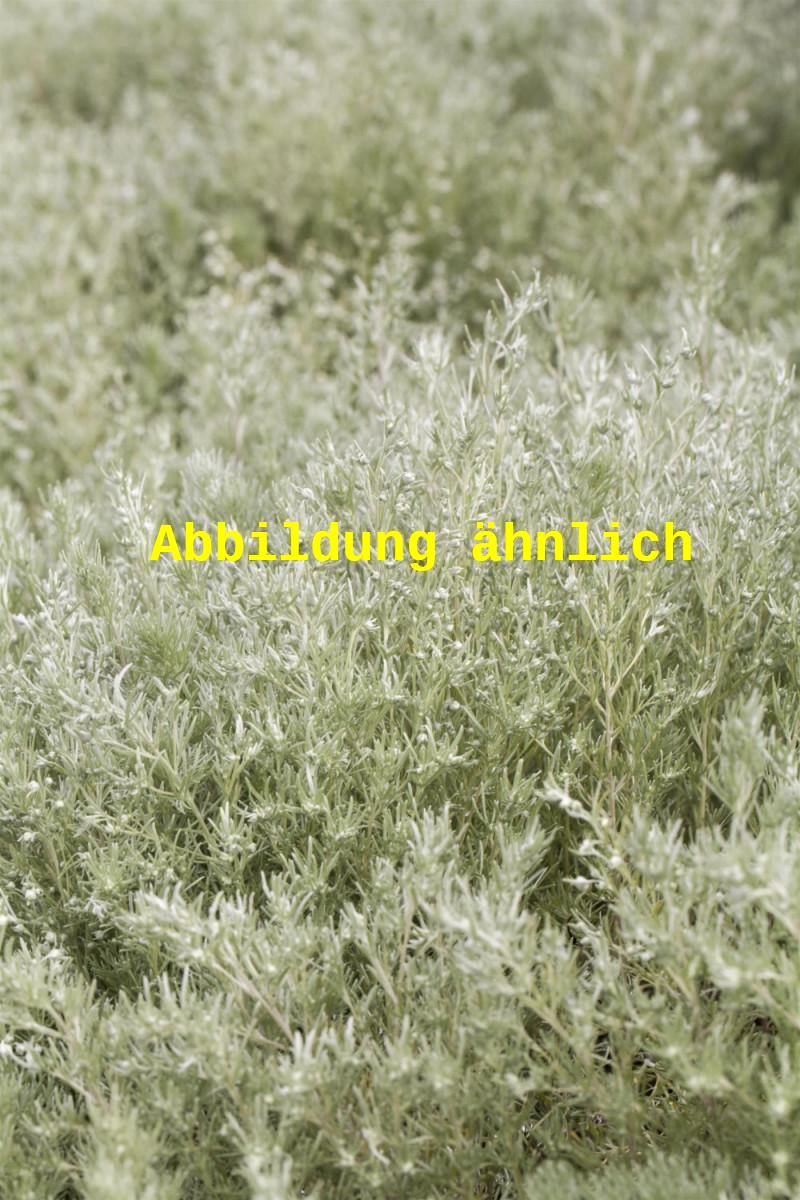 Genaues Foto für Artemisia ludoviciana 'Silver Queen' folgt; dieses ähnliche Bild dient der Illustration von Silbriger Garten-Beifuß