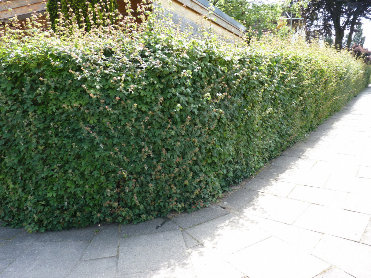 Gewöhnlicher Ahorn; als Hecke; anspruchslos;;mit zeitnaher Lieferung