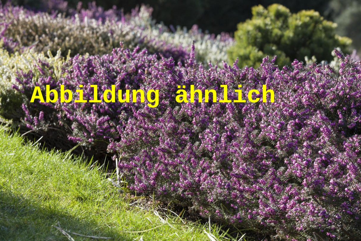 Genaues Foto für Erica x darleyensis 'George Rendall' folgt; dieses ähnliche Bild dient der Illustration von Winterblühende Heide 'George Rendall'