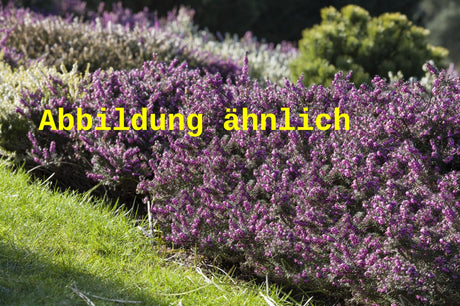 Genaues Foto für Erica x darleyensis 'George Rendall' folgt; dieses ähnliche Bild dient der Illustration von Winterblühende Heide 'George Rendall'