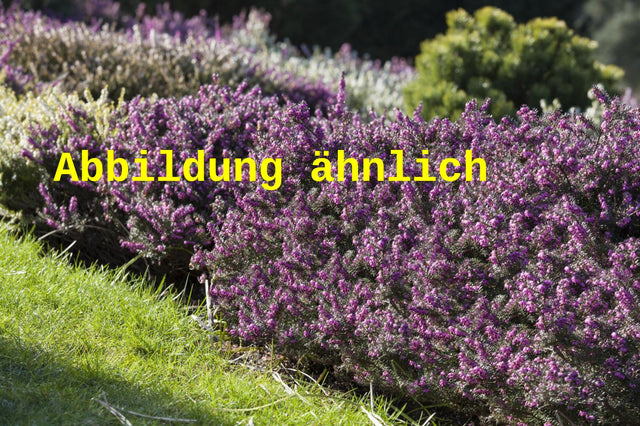 Genaues Foto für Erica x darleyensis 'George Rendall' folgt; dieses ähnliche Bild dient der Illustration von Winterblühende Heide 'George Rendall'