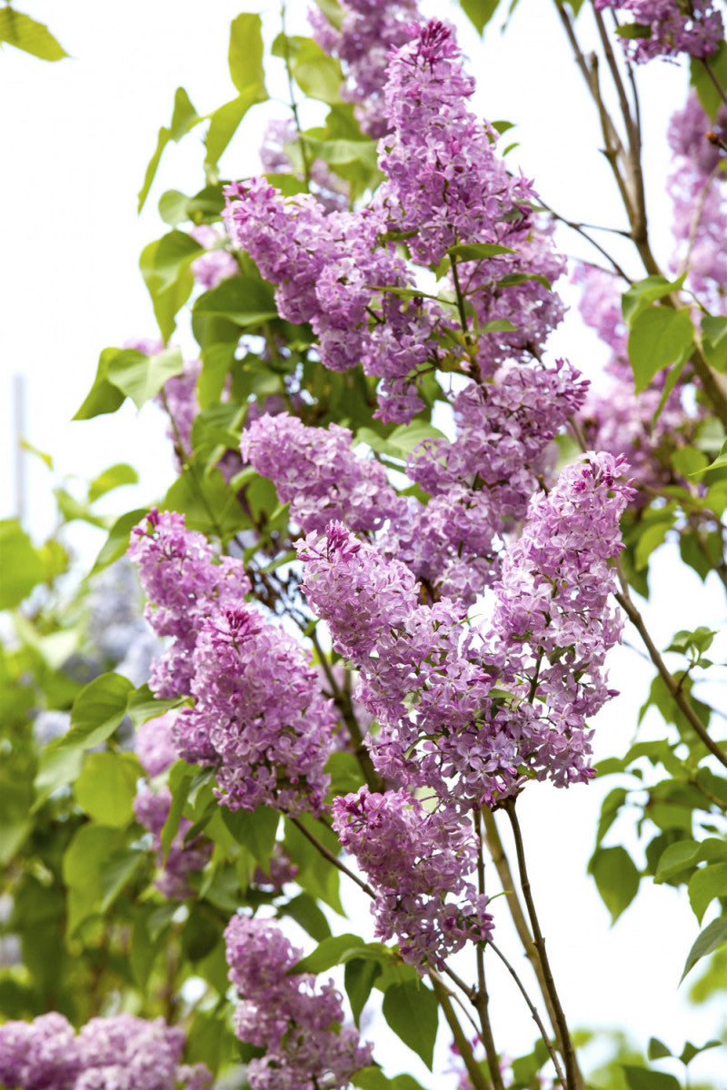 Syringa chinensis (Chinesischer Flieder)