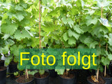 jahreszeitbedingt sehen Pflanzen unterschiedlich aus.