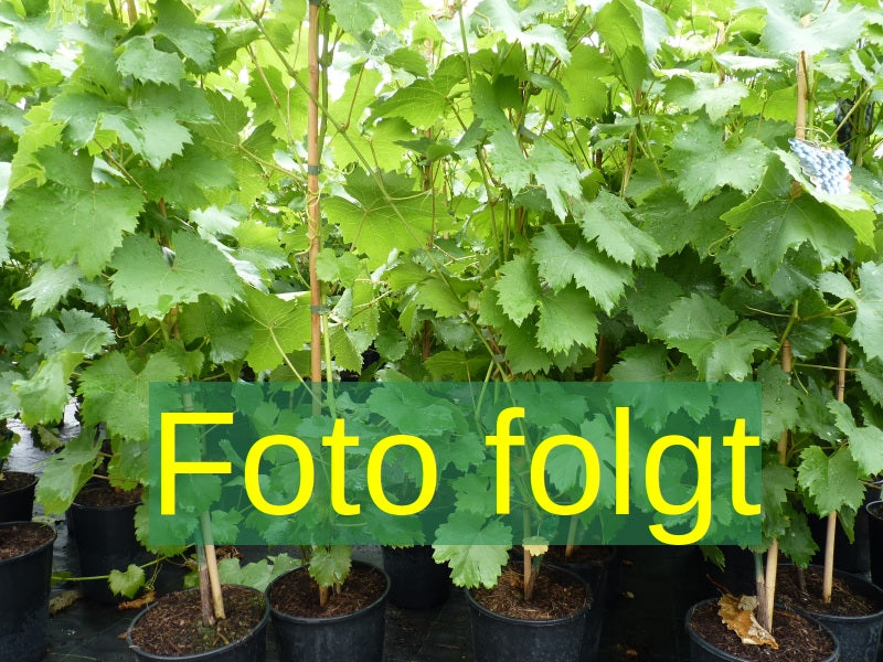 Vitis 'Marechal Foch' (Weintraube 'Marechal Foch')