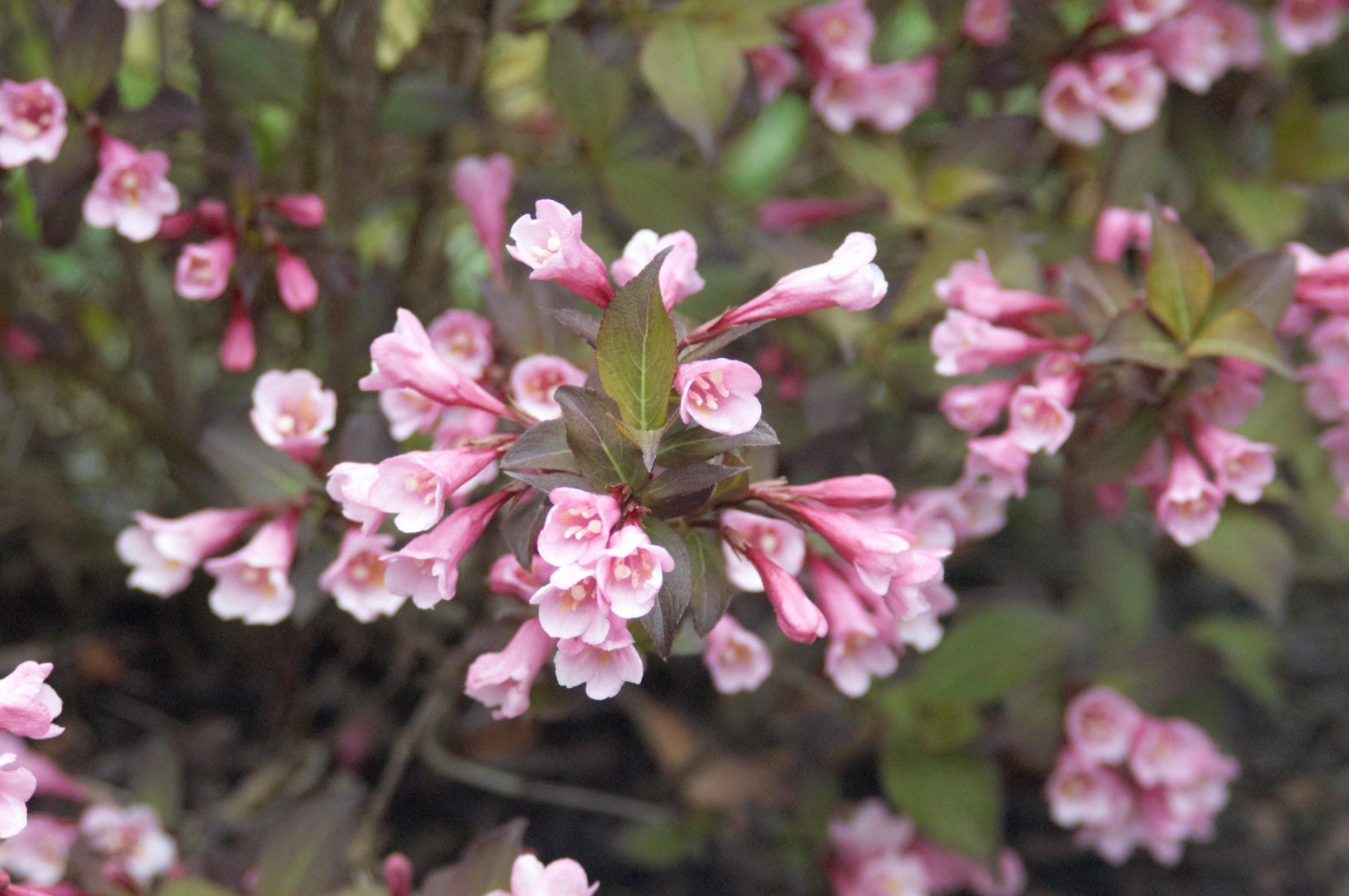 Weigela florida 'Purpurea' (Weigelie 'Purpurea')