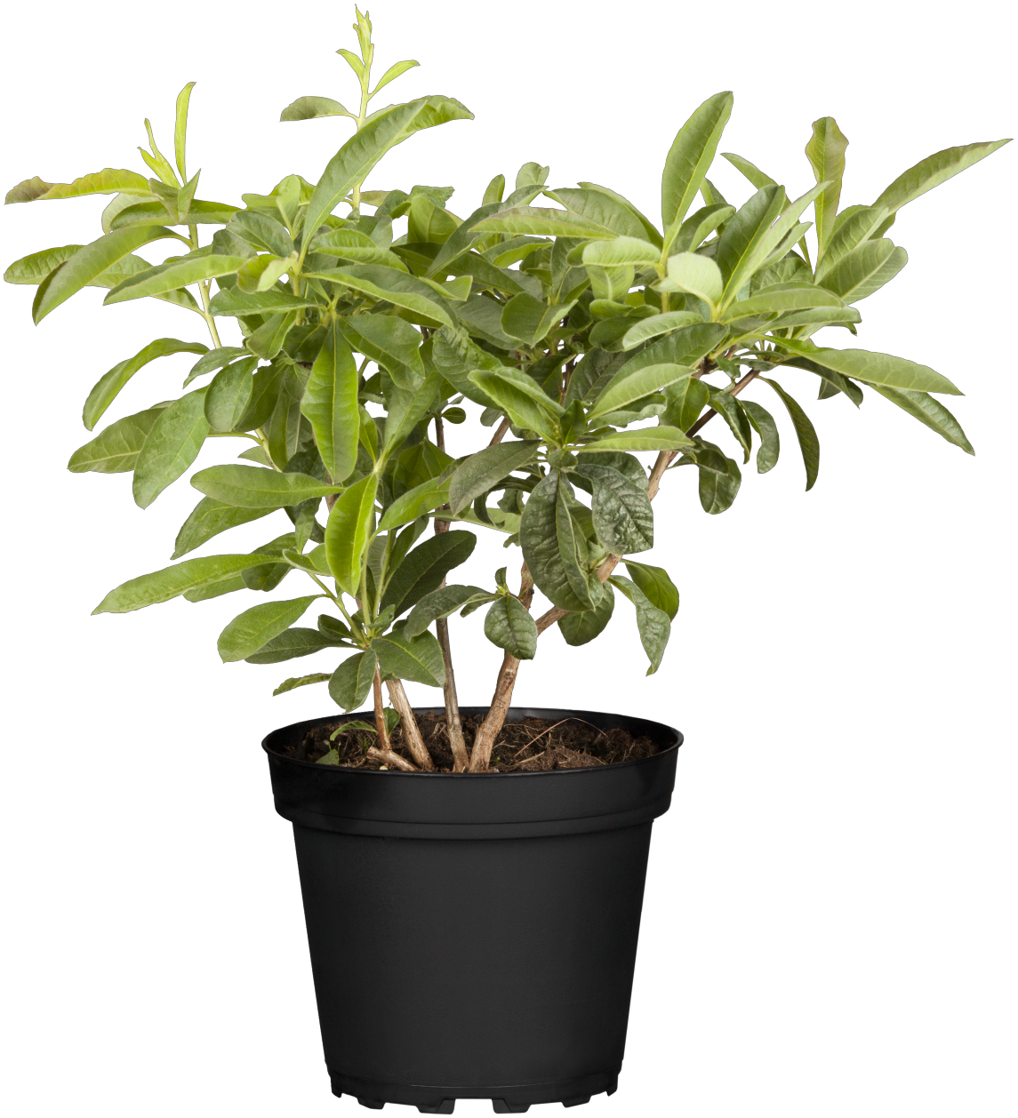 Rhododendron viscosum 'Sommerduft' (Rhododendron viscosum 'Sommerduft')