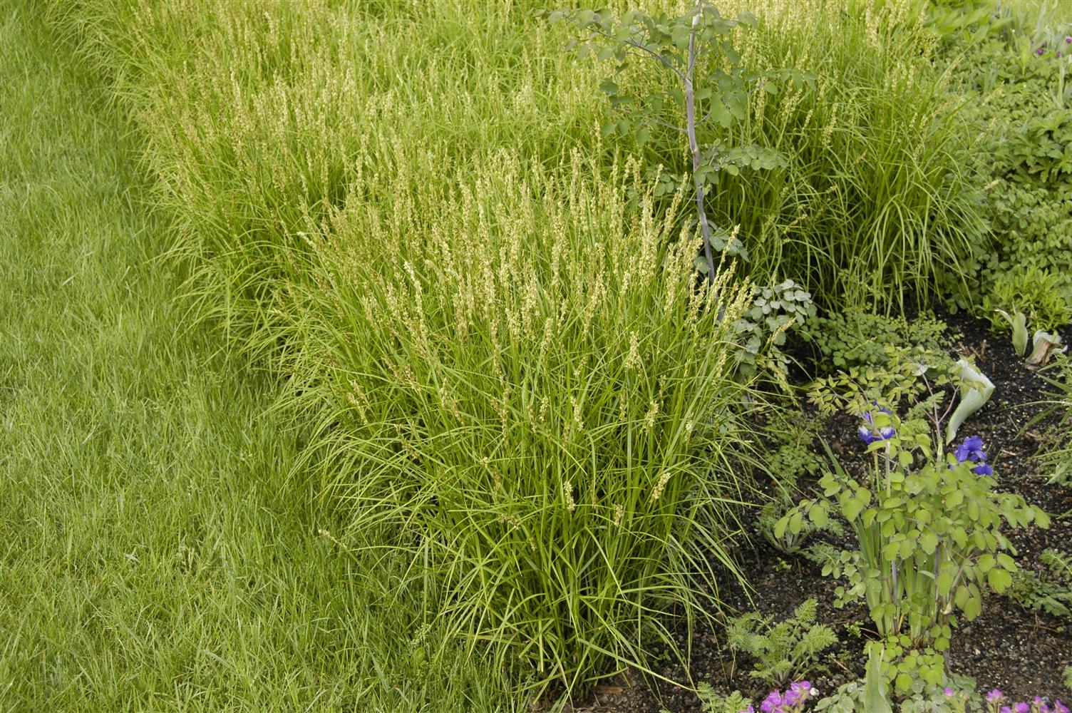 Carex muskingumensis (Palmwedel-Segge)