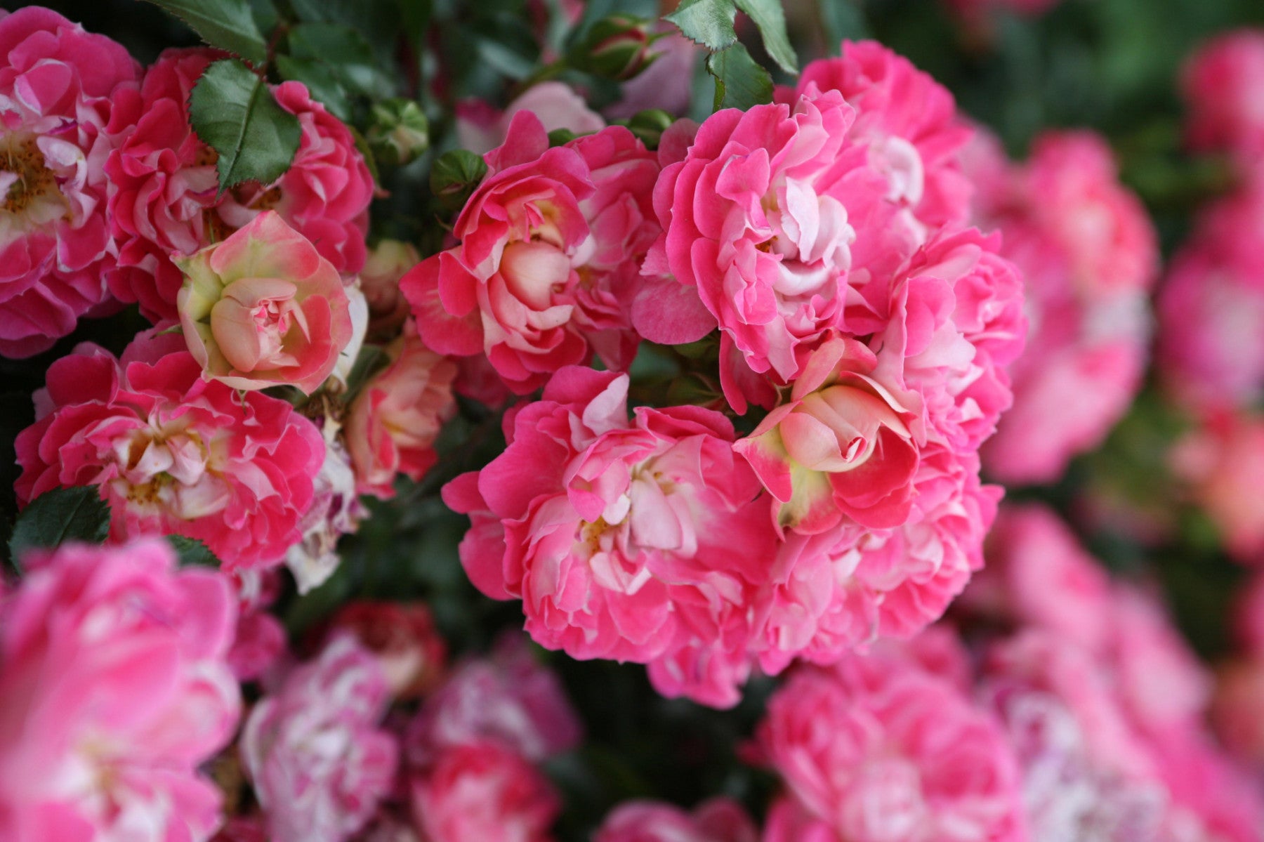 Rosa 'Charmant' Z (Zwergrose 'Charmant' -R- ADR-Rose)