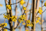 Dirlder; hier mit Blüte; essbare Früchte; Einsatzmöglichkeit z.B. : Bienenweide;;mit zeitnaher Lieferung