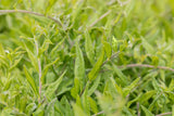 Purpurblauer Steinsame; als Pflanze im Beet; bienenweide; Einsatzmöglichkeit z.B. : Steingarten;;hier kaufen