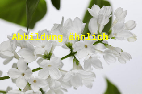 Genaues Foto für Syringa swegiflexa folgt; dieses ähnliche Bild dient der Illustration von Perlenflieder