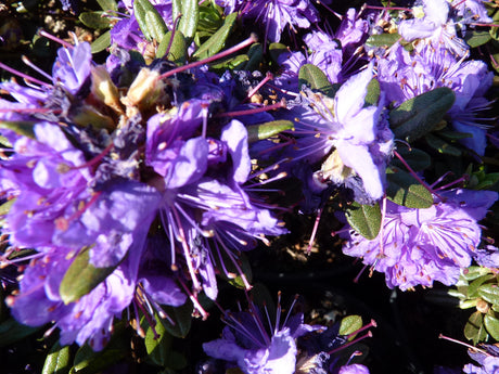 Kleinblättriger Rhododendron 'Azurika'; hier mit Blüte; pflegeleicht; Einsatzmöglichkeit z.B. : Heckenpflanze;;günstig mit Qualität