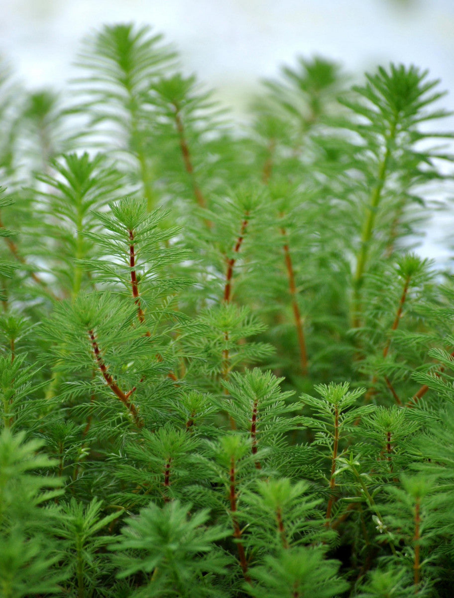 Myriophyllum verticillatum (Quirlblättriges Tausendblatt)