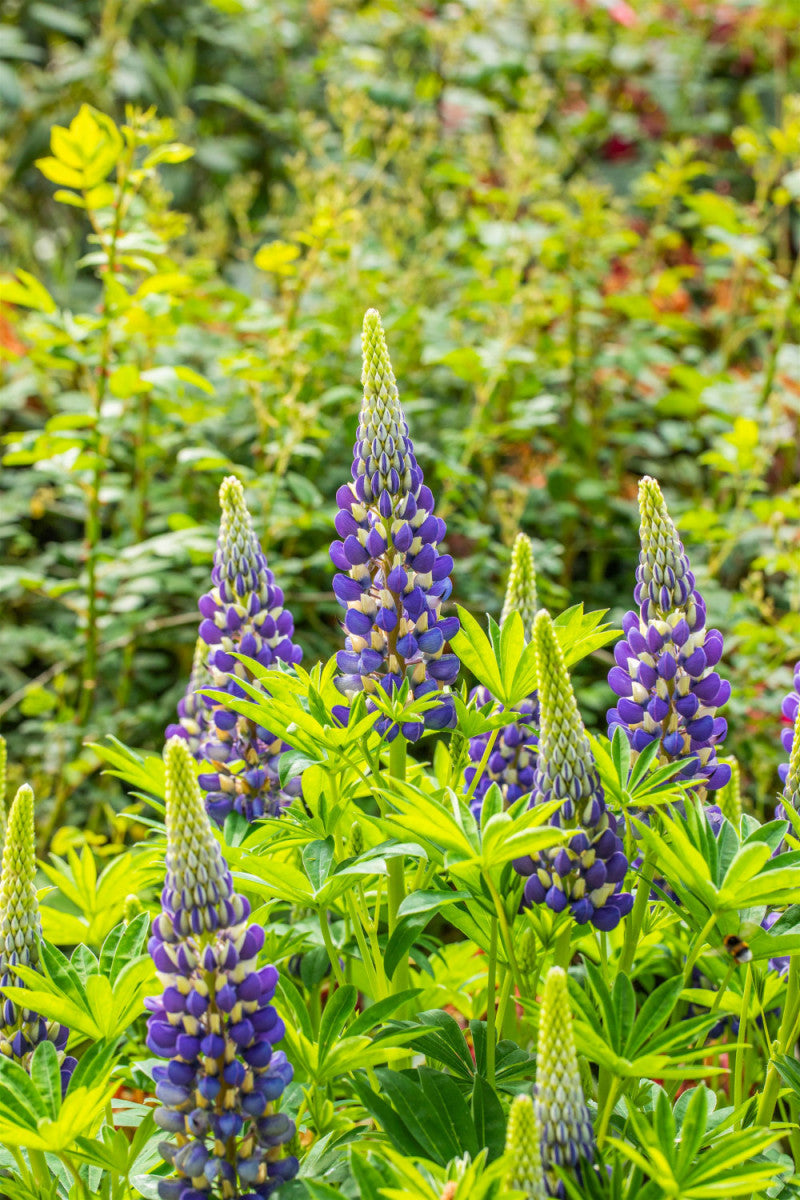 Garten-Lupine (in Sorten/Paket); hier mit Blüte; farbenvielfalt; Einsatzmöglichkeit z.B. : Staudenbeet;;hier kaufen