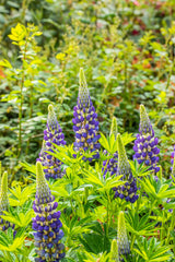 Garten-Lupine (in Sorten/Paket); hier mit Blüte; farbenvielfalt; Einsatzmöglichkeit z.B. : Staudenbeet;;hier kaufen