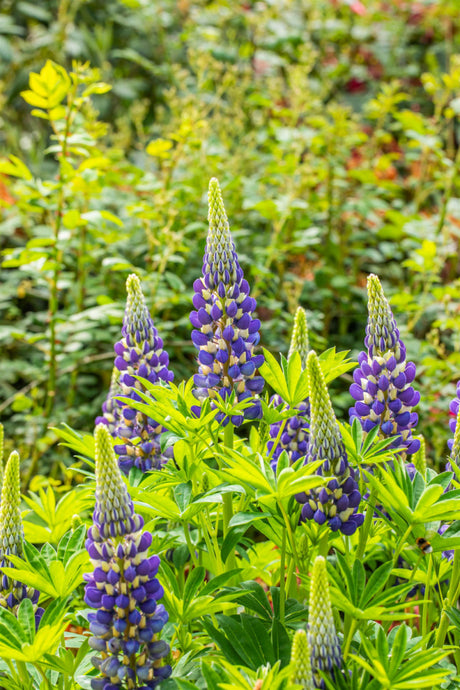 Garten-Lupine (in Sorten/Paket); hier mit Blüte; farbenvielfalt; Einsatzmöglichkeit z.B. : Staudenbeet;;hier kaufen