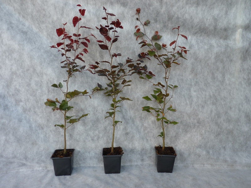 Synonym (alte Bezeichnung): Fagus sylvatica cuprea; hier im Topf; winterhart; Einsatzmöglichkeit z.B. : Alleenbaum;;ab 8,55 Euro