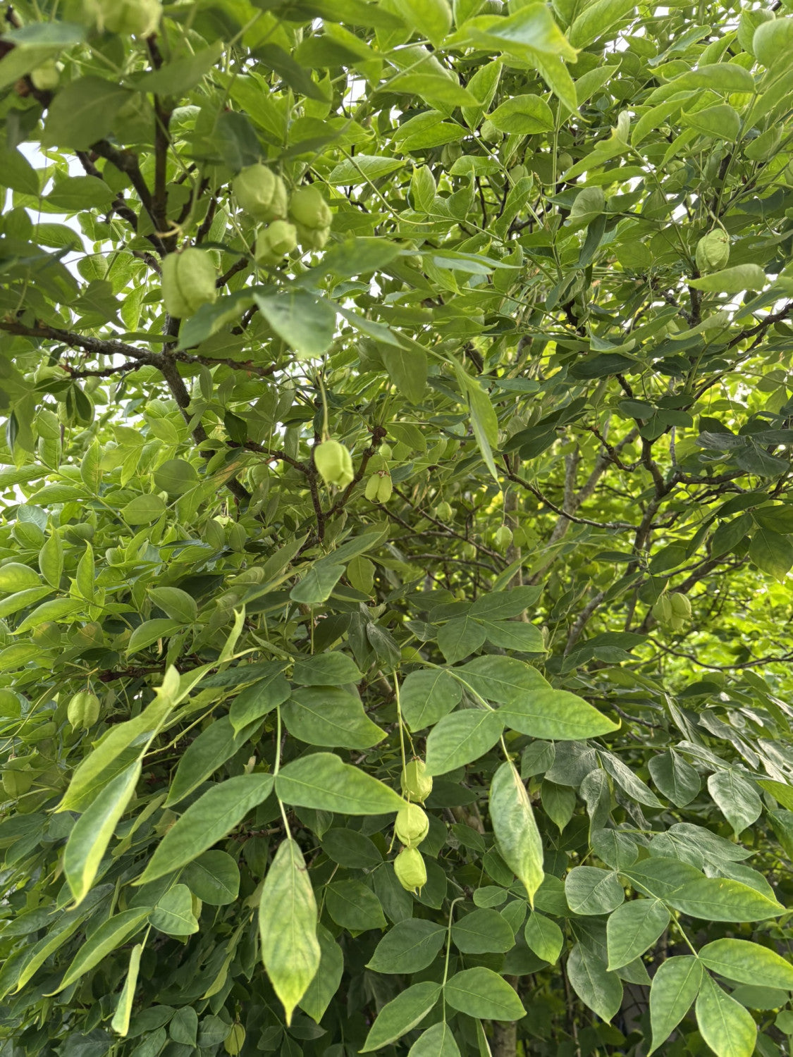 Gemeine Pimpernuss; mit Früchten/Fruchtbehang; pflegeleicht; Einsatzmöglichkeit z.B. : Solitär; erhältlich von 60-80 bis 80-100 cm;;hier kaufen