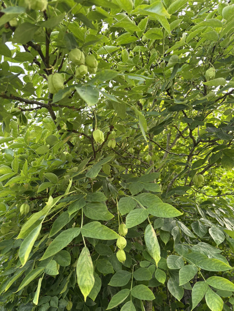 Gemeine Pimpernuss; mit Früchten/Fruchtbehang; pflegeleicht; Einsatzmöglichkeit z.B. : Solitär; erhältlich von 60-80 bis 80-100 cm;;hier kaufen