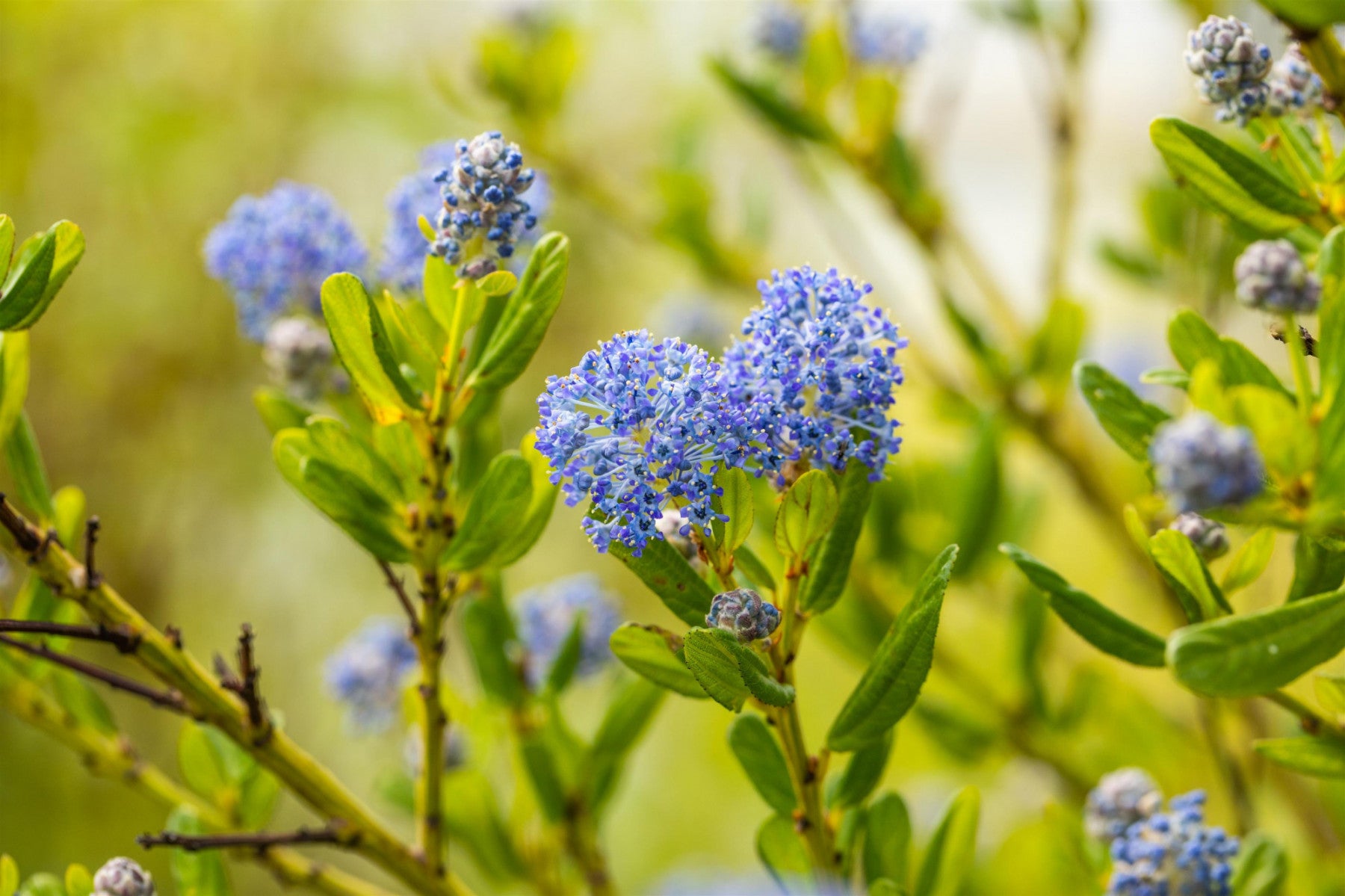 Ceanothus impressus 'Victoria' (Säckelblume 'Victoria')